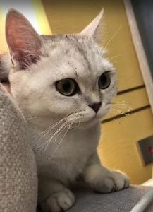 猫咪用全力挽回尊严,猫咪拼尽全力挽回尊严