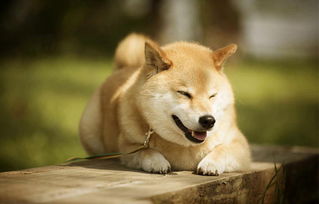 柴犬容易挽回么,救援柴犬毫不费力-如何成功挽回