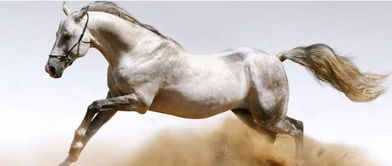 怎样挽回属马男人,如何挽回属马男)