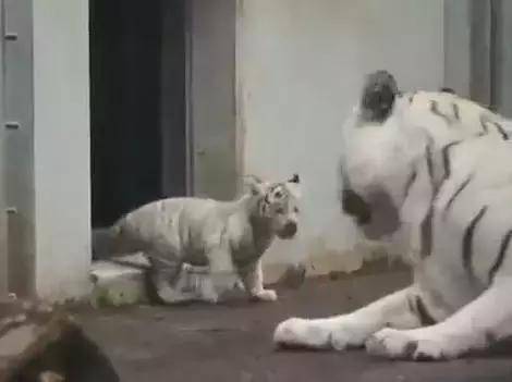 白熊生气了怎么挽回,重塑关系：如何挽回生气的白熊？