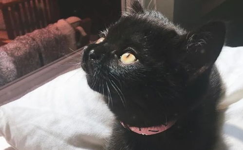 打了猫咪怎么挽回,挽回被打猫咪的方法