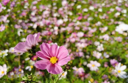 蔷薇再次挽回旧情,重获旧爱的蔷薇之道