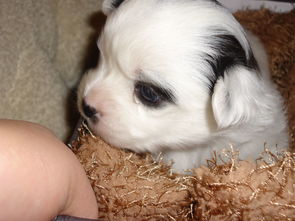 打扰狗狗吃饭怎么挽回,怎么让狗狗不受干扰吃饭？