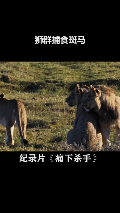 如何挽回狮子女生,如何成功挽回狮子女生？