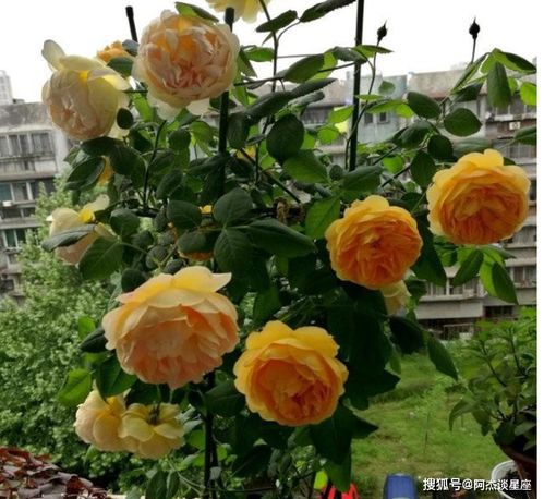 茶花换盆怎么挽回，茶花更换盆土焕发芳华