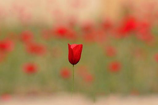 挽回感情的配图,如何重修旧好