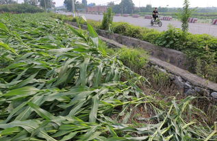 玉米倒伏能挽回吗,玉米倒伏后是否还能救回？