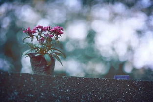 挽回双子的星座男人,抓住双子男心，成功挽回攻略