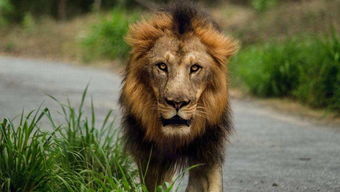 狮子男这么难挽回,如何重新争取狮子男的心？