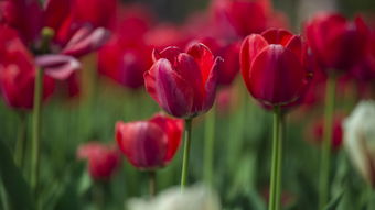 给前女友送花挽回,挽回前女友q送花计划