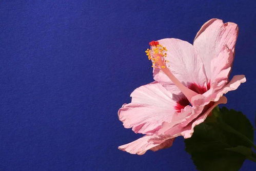 挽回女友是否应该带花,用花挽回爱情