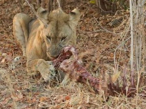 终于成功挽回狮子男,成功挽回狮子男的另类方法