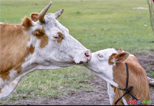 斗牛必点怎么挽回，如何应对恋爱中出现的问题，挽回斗牛必知的技巧