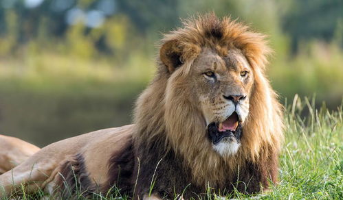 挽回狮子女要几天,如何在几天内挽回狮子女？