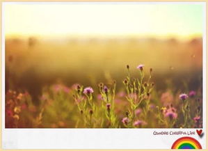 家庭被挽回的心情,幸福重回，绽放家庭团结之花