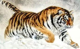 怎样挽回属虎的男人，如何赢回被情伤的虎男？