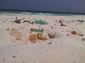 沙滩出轨能挽回吗,挽救沙滩出轨的婚姻