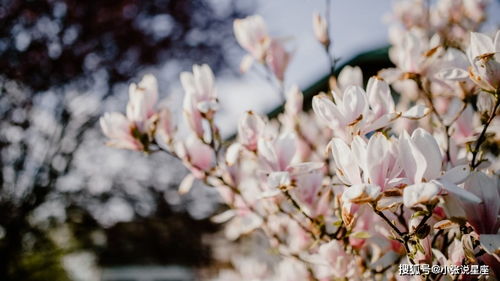 桃树枝红线挽回姻缘,桃枝红线，诉心归途)