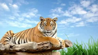 挽回属虎女技巧,属虎女的情感挽回技巧