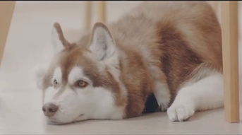 挽回爱情喂狗恋爱援救,救救爱情，试试“喂狗恋爱”