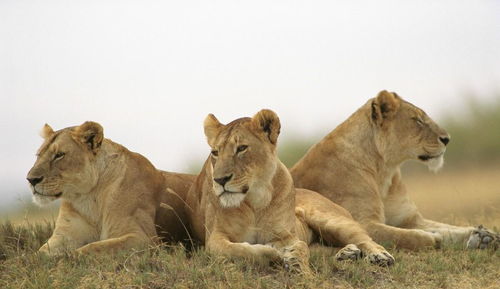 狮子男真的挽回不了,挽回狮子男的希望渺茫