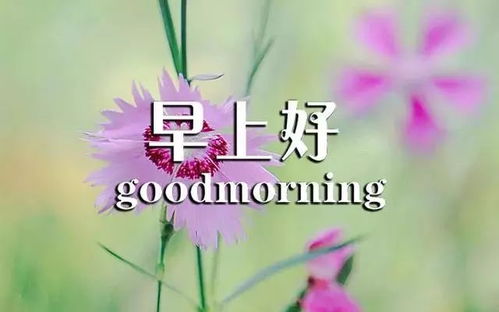 挽回爱情图片早安回复,挽回感情，早安问候即可奏效)