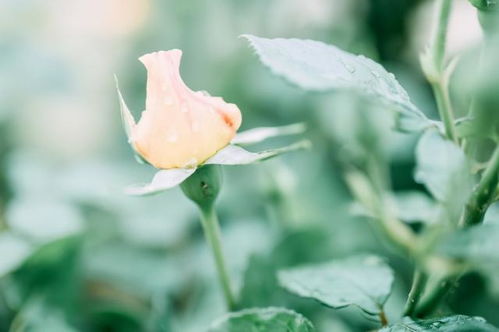 白羊女要挽回吗,挽回白羊女的方法，你知道吗？