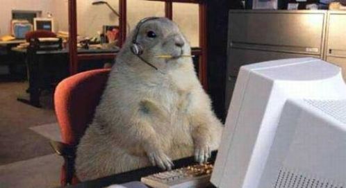 熊二挽回女朋友,熊二成功挽回女友