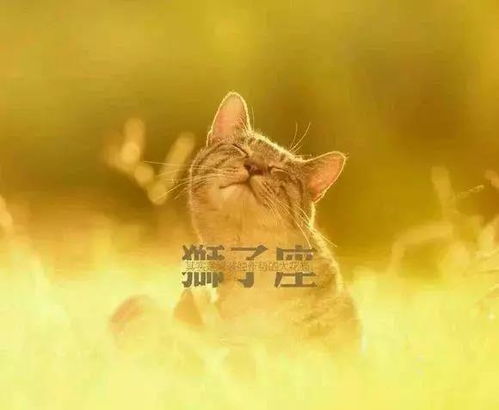 狮子男分手挽回前任,重获前女友，狮子座男生的挽回策略