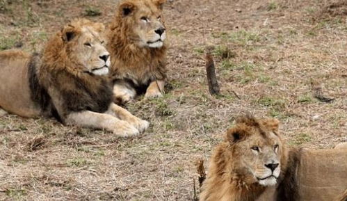 怎么挽回受伤的狮子,怎样挽回狮子受伤的心？