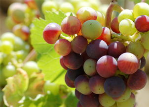 葡萄裂果怎么挽回呢,如何拯救葡萄开裂的情况？