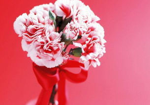 挽回爱情的花图片,挽回失去的爱情