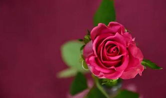 怎么挽回玫瑰花,挽回爱情：如何抢救枯萎玫瑰？
