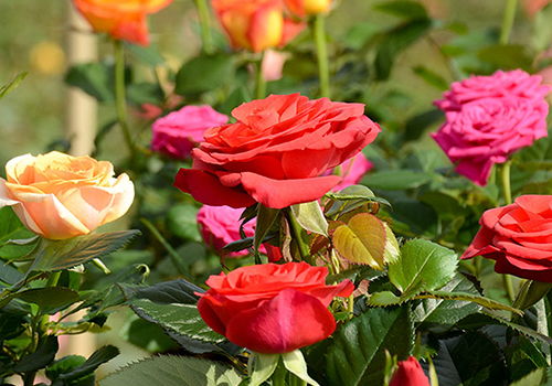 道歉挽回买什么花,买花道歉挽回尴尬局面