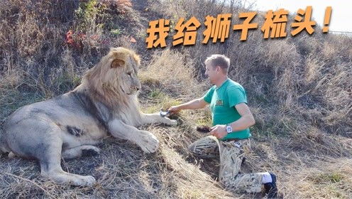 狮子受委屈如何挽回,狮子的委屈，如何化解