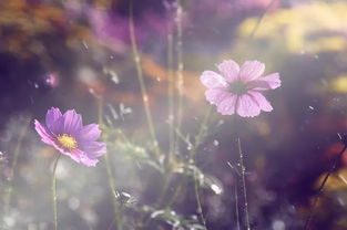 挽回爱情的神曲,重拾爱火，挽回爱情