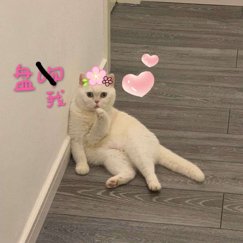 怎么挽回属牛的人,如何挽回牛座的Ta？