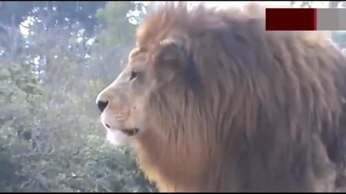 狮子男怎样挽回豆瓣,如何挽回狮子男——情感建议