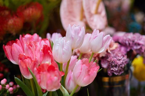 道歉挽回买什么花,买花道歉挽回尴尬局面