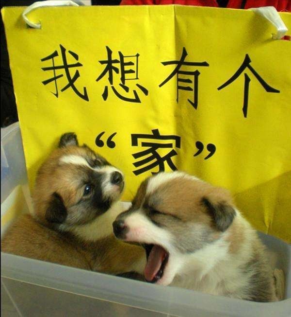 怎么样挽回狗狗,挽救流浪狗，让它重归温暖家庭