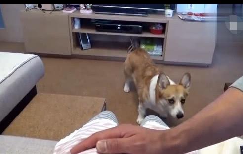 打完狗怎么挽回老公,如何挽回老公：一位女子因打狗而失去他