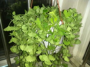 罗勒蔫了怎么挽回,如何挽救罗勒凋谢？