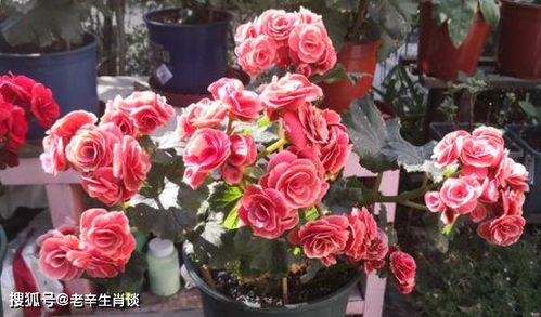 送鲜花可以挽回吗,送花能否挽回感情？