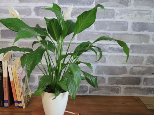 白掌叶片发黄怎么挽回，如何使白掌叶片恢复绿色？