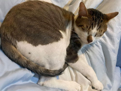 如何看待猫咪挽回女友,猫咪成功挽回女友，暖心大片