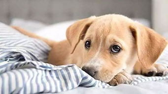 女主挽回舔狗,女子成功挽回狗男友