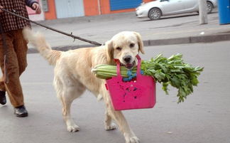 狗不爱主人怎么挽回,如何让爱犬重新热爱主人