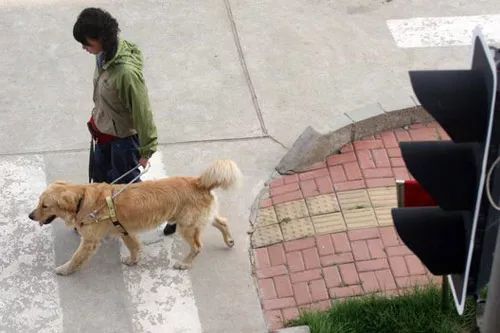 狗狗出轨老婆怎样挽回,如何挽救犬类伴侣的出轨行为？