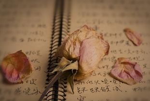 小鹿挽回情感收费,如何索回失去的感情：小鹿摆脱收费陷阱