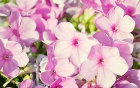 挽回桃花并蒂的图片,挽回桃花并蒂，重培恋情